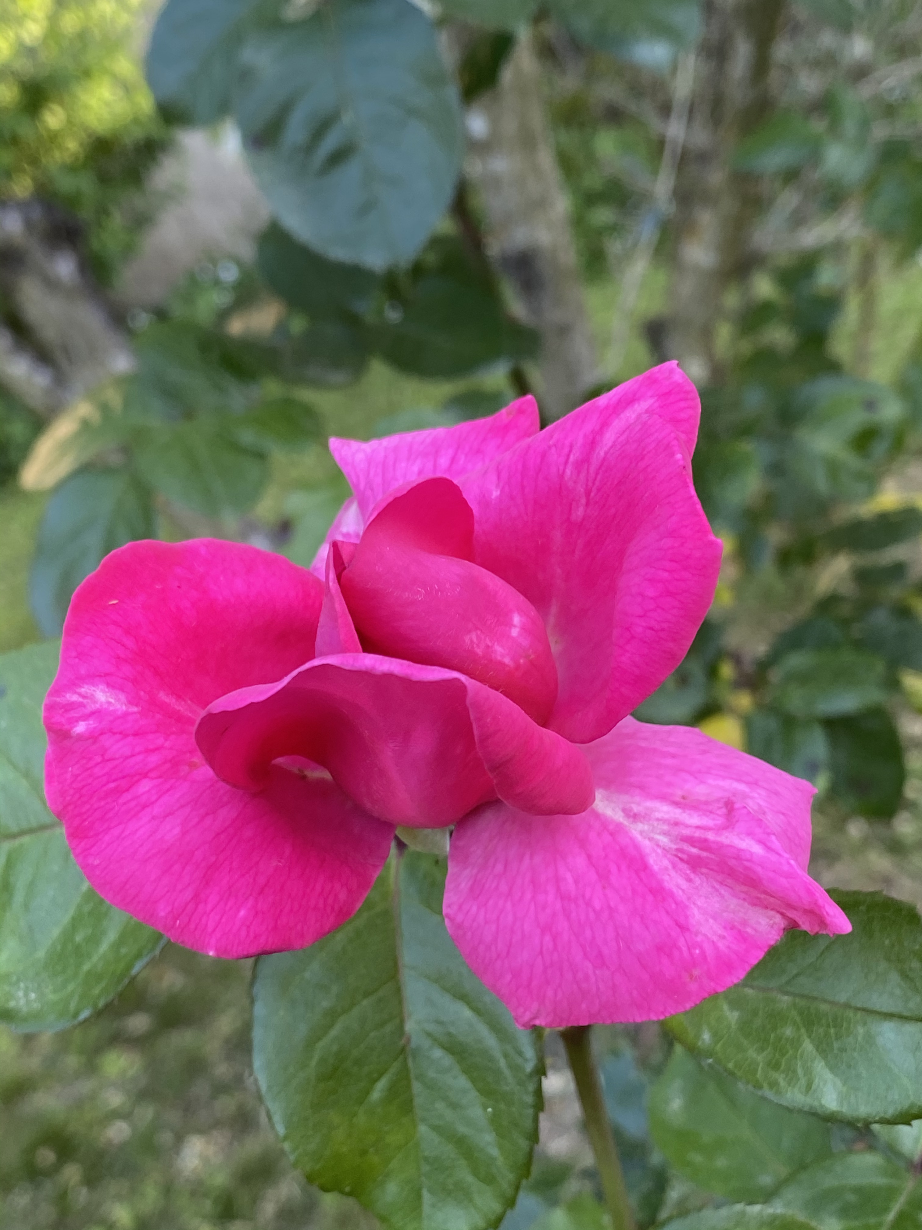 Site plan Superior Cottage 1 bedroom